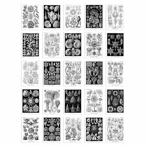 Artery8 Botanical Aesthetic Haeckel Nature Collage Kit, 50 Black and White Wall Art Prints, W: 14.8 cm, H: 10.5 cm