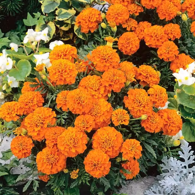 Unwins Orange Winner French Marigold Flower Seeds
