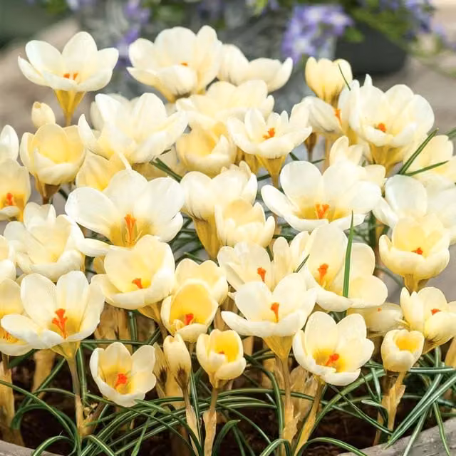 Marshalls Garden Crocus Bulbs Cream Beauty in Yellow and White