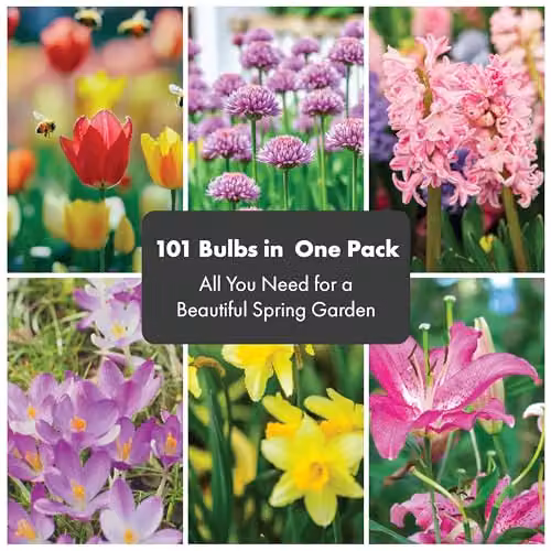 GreenBrokers 5 Month Flowering Bulb and Flower Seed Collection in Purple and Multicolour for Ornamental Spring Gardens – 2