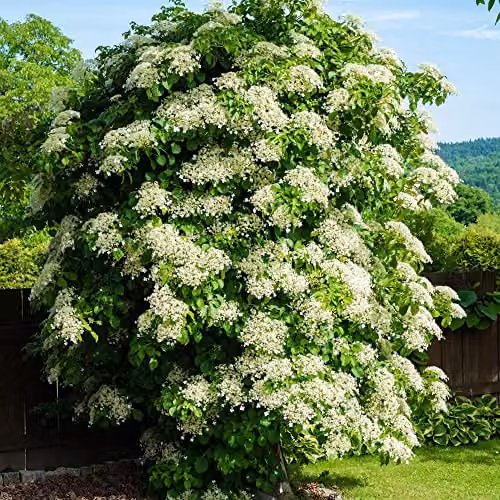 Thompson and Morgan Japanese Climbing Hydrangea Anomala Petiolaris with White Blooms, 1 x 1.7 Litre Potted Plant – 2