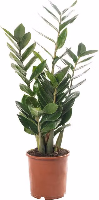 GardenersDream Zamioculcas Zamiifolia Green Exotic Indoor House Plant