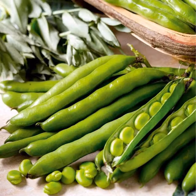 Thompson and Morgan Aquadulce Claudia Broad Bean Seeds, Green, 1 Packet