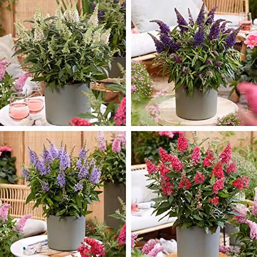Thompson and Morgan Buddleja davidii Dwarf Compact Butterfly Candy Collection, 4 Varieties of Hardy Ornamental Butterfly Bush Potted Plants, 4 x 9cm Pots