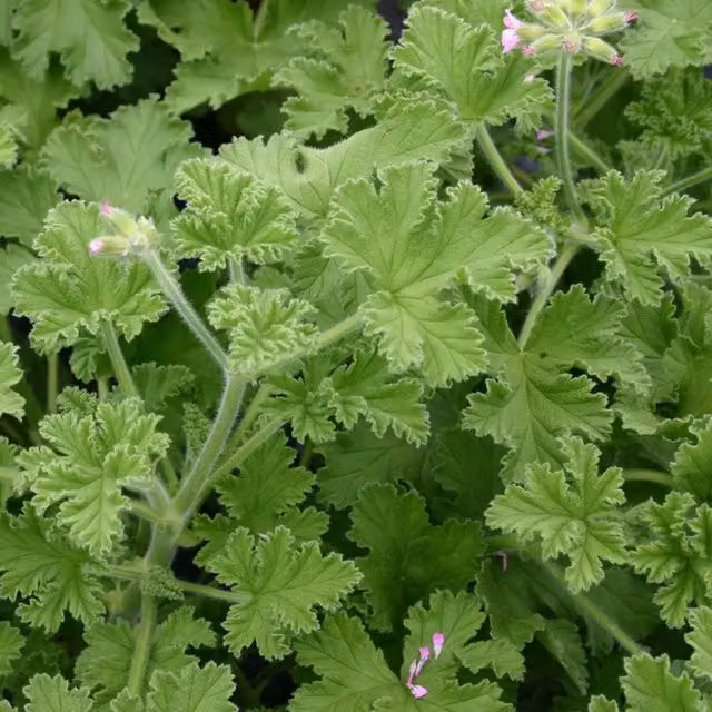 Plants by Post Scented Rose Geranium Pelargonium Bedding Plants with Pink Blooms, 2 x 1L Pots