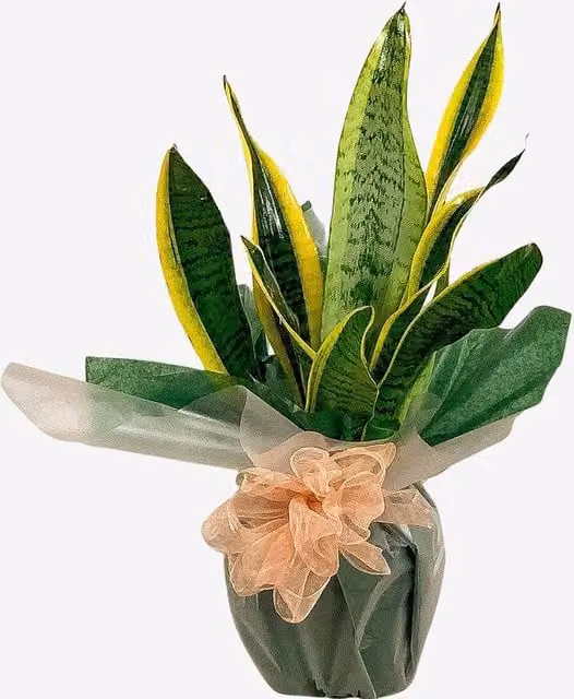 All Occasions Sanseveria Mother in Law's Tongue Green Indoor Houseplant