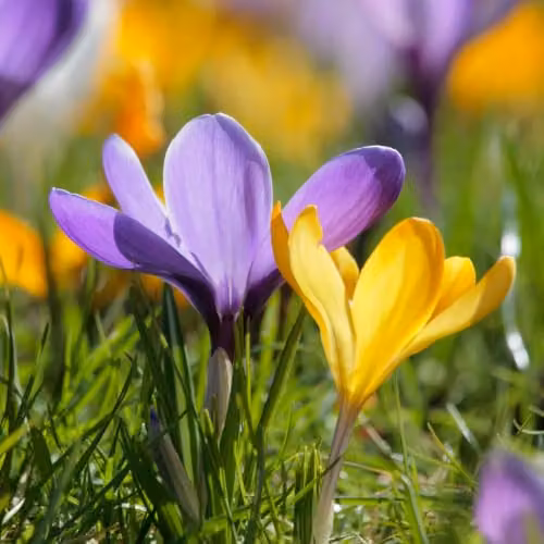 YouGarden Mixed Crocus Species Spring Flowering Bulbs, 60 Bulbs, Multicolour – 2