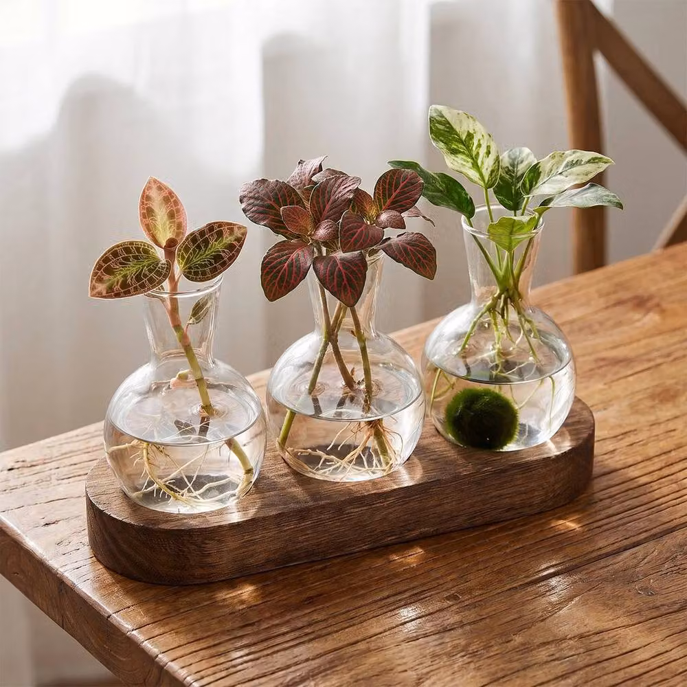 PAWNORA Desktop Propagation Station with Clear Glass Bulb Vases and Wooden Stand – 4