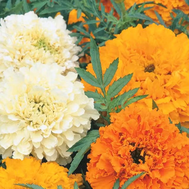 Unwins African Marigold Cream Cracker Flower Seeds, Yellow