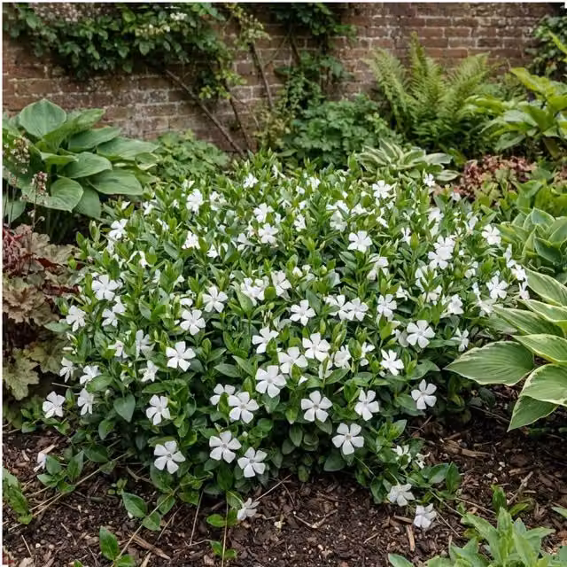 Plants By Post Vinca minor Gertrude Jekyll White Perennial Groundcover Plant, 2L