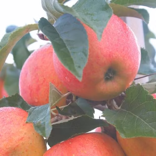 Thompson & Morgan James Grieve Apple Tree (Malus) M26 Rootstock Bare Root Garden Fruit Tree