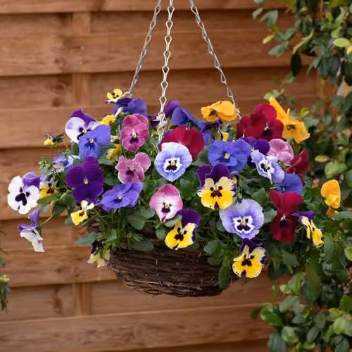 YouGarden Pansy Top Wave Trailing Variety Multicolour, 20 Garden Ready Plug Plants – 3