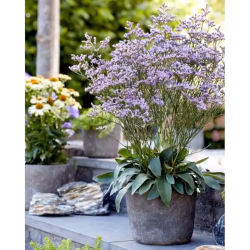 Thompson & Morgan Limonium Dazzle Rocks Pink-Purple Siberian Statice Perennial Plant, 2 Litre Pot – 1