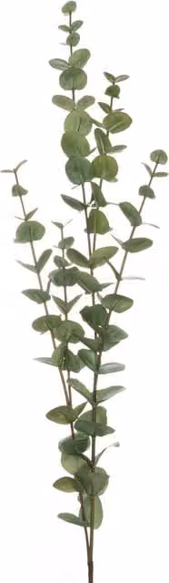 KDMK Large Cineraria Eucalyptus Botanical Spray in Green