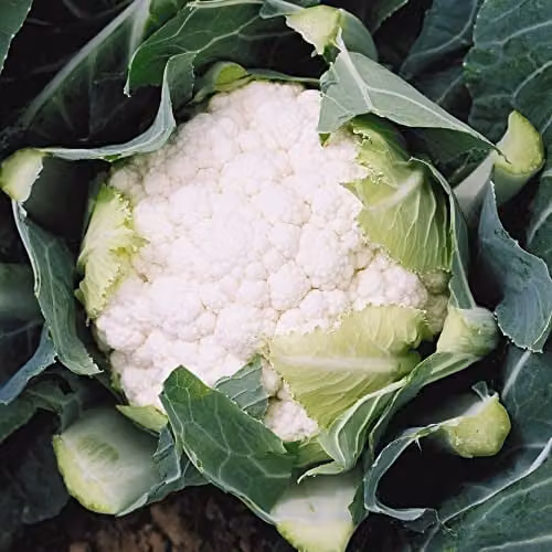 Thompson and Morgan Boris F1 Hybrid Cauliflower Seeds, White, Approx. 15 Seeds