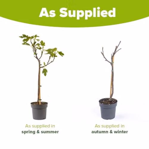 YouGarden Brown Turkey Fig Tree Standard Established Fruit Plant in 3 Litre Pot – 4