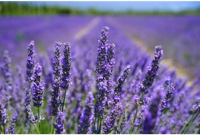 Direct Plants 10x Large Lavender Hidcote Hedging Plants, Purple, 23 L Pots