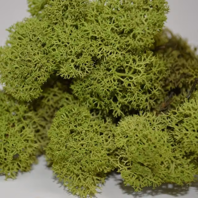 Natural Crafts Organic Green Reindeer Moss