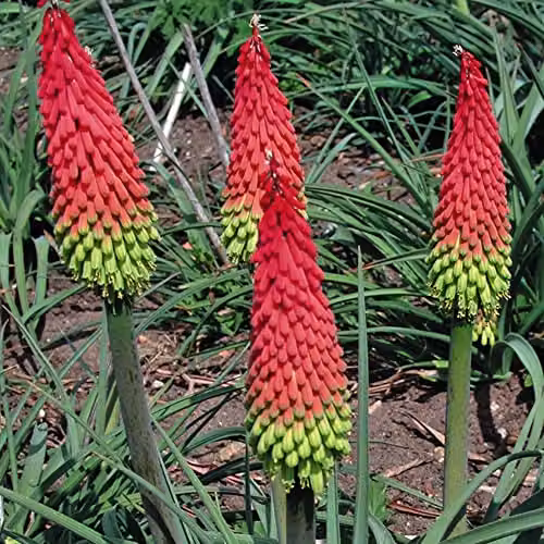 Thompson and Morgan Red Hot Poker Traffic Lights Kniphofia Hirsute Torch Lily Seeds, 20 Seeds