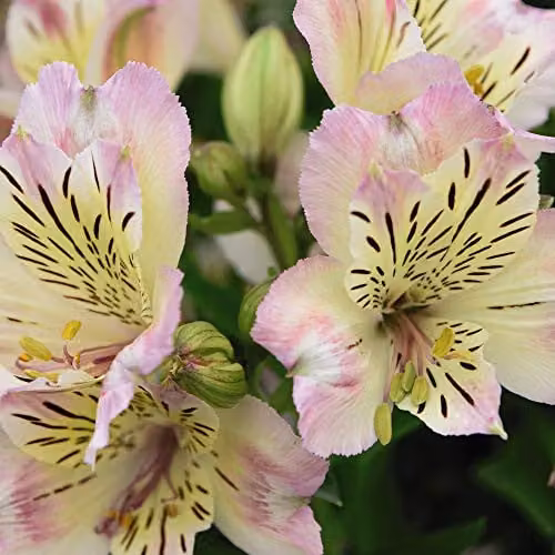Thompson and Morgan Alstroemeria Valley Collection Peruvian Hardy Perennial, 3 Jumbo Plugs in Orange, Yellow and Multicolour – 2