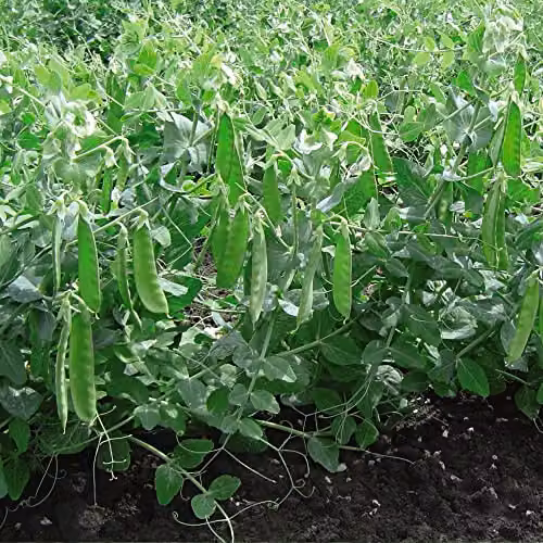 Thompson and Morgan Sweet Horizon Mangetout Snow Pea Seeds, 100 Seeds per Packet – 2
