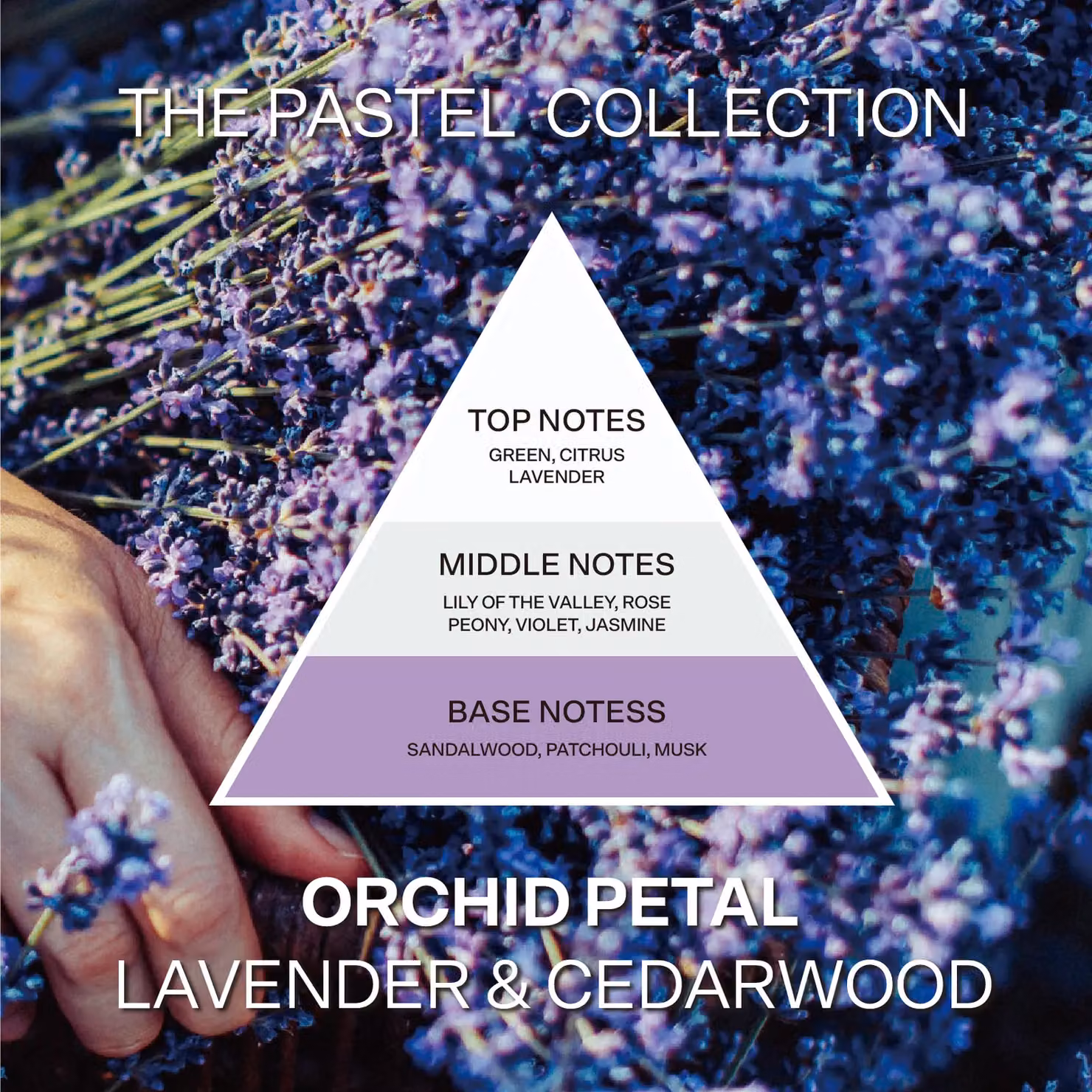 French Connection Orchid Petal Reed Diffuser 100ml Lavender Floral Scent – 2