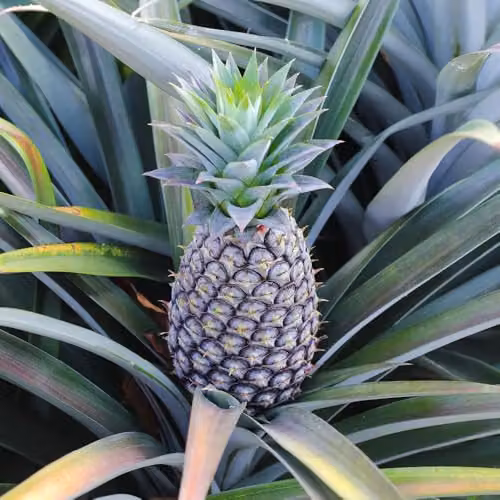 YouGarden Edible Indoor Pineapple Houseplant in 12cm Pot – 4