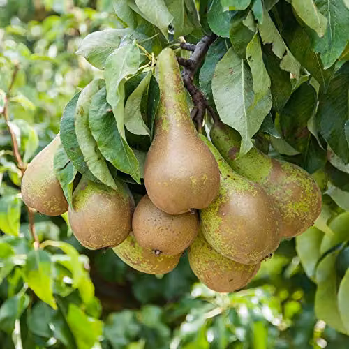 Thompson & Morgan Pyrus Conference Pear Mini Fruit Tree in 9cm Pot