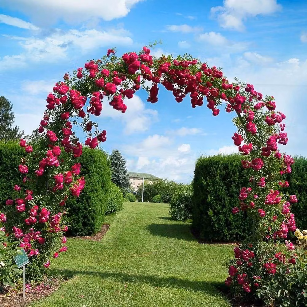 NESTLUNE Heavy Duty Climbing Plant Archway Garden Trellis in Black, W/D/H: 100 x 15 x 15 cm – 2
