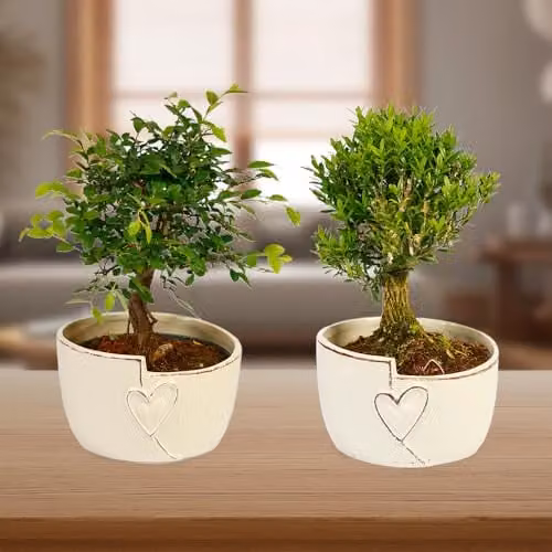 YouGarden Straight Trunk Bonsai Indoor Plant in a 15cm Green Ceramic Pot – 1