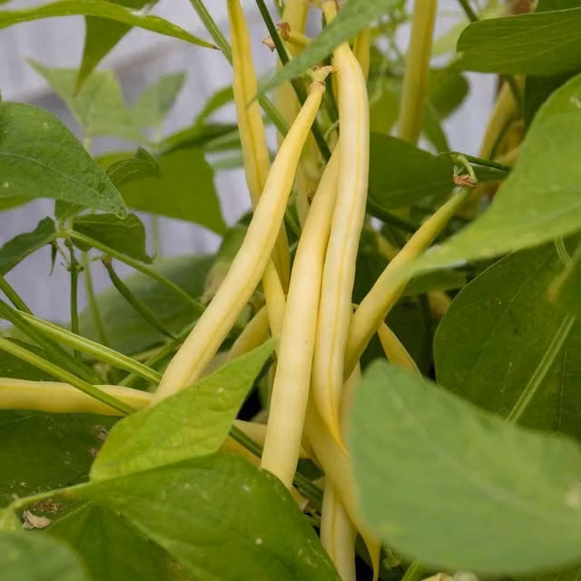 Marshalls Garden Summer Medley Mix French Bean Plug Plants, Green