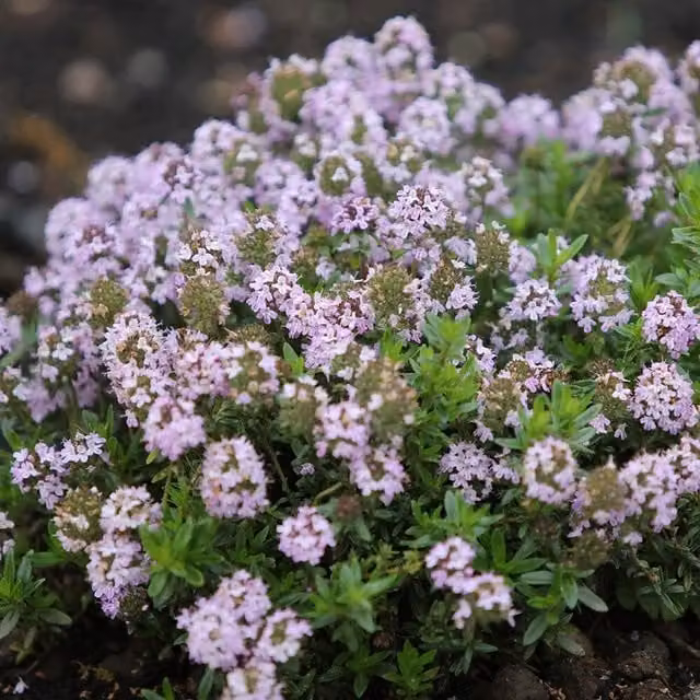 Thymus Jekka Jekkas Perennial Herb Garden Plant in a 9cm Pot with Purple, Grey, Pink and White Flowers