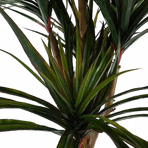 Leaf Design UK Green Artificial UV Resistant Yucca Tree, H 120 cm x W 60 cm x D 60 cm – 4