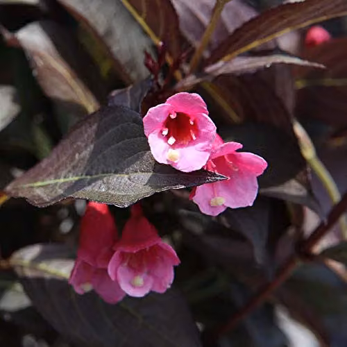 Thompson & Morgan Hardy Perennial Weigela Alexandra Pink and Purple Flowering Ornamental Shrub in a Pot