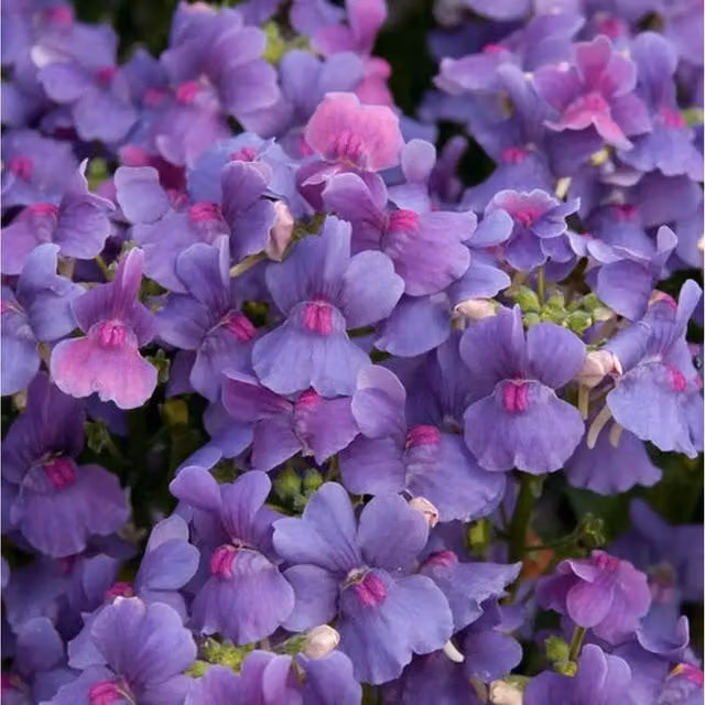 Plants by Post Nemesia Mirabelle Pink and Purple Scented Annual Bedding Plants, Pack of 3 x 9cm Pots