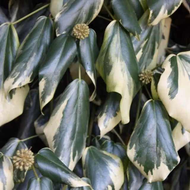 Plant Theory Hedera Colchica Dentata Variegata Evergreen Climbing Vine, Green