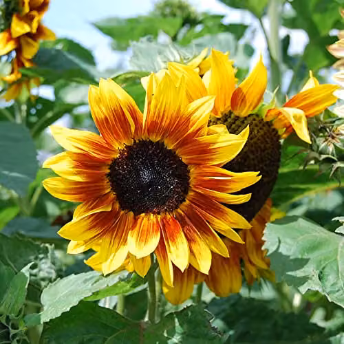 Thompson and Morgan Sunflower Harlequin Mix F1 Hybrid Bicolour Flower Seeds, 1 Packet – 2