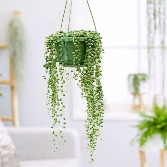 Primrose String of Beads Curio Rowleyanus Green House Plant, Height: 10 cm, Pot Diameter: 12 cm