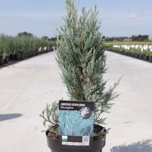 Thompson and Morgan Juniperus scopulorum Moonglow Silvery Green Upright Conifer Potted Plant 9cm – 1