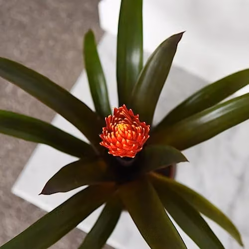 Thompson and Morgan Guzmania Tala Flowering Houseplant in a 12cm Pot, Orange and Green – 3