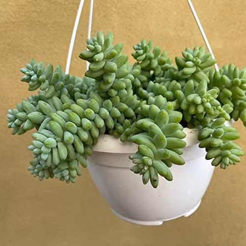 Thompson and Morgan Sedum morganianum Burrito Donkey's Tail Succulent Houseplant, 14cm Potted Plant