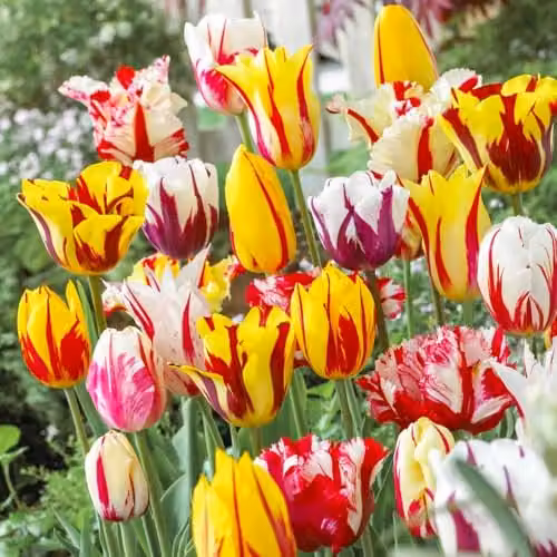 YouGarden Tulip Rembrandt Mix Multicolour, 30 Bulbs – 1