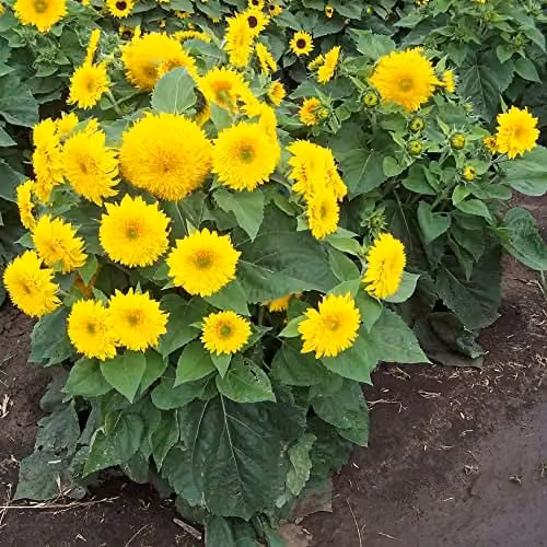 Thompson and Morgan Sunshot Golds Mixed F1 Hybrid Sunflower Seeds, Gold/Yellow, 10 Seeds – 2