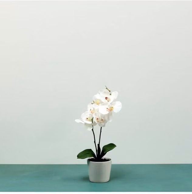 KDMD White Aragon Phalaenopsis Orchid with 1 Stem in a Round Ceramic Pot