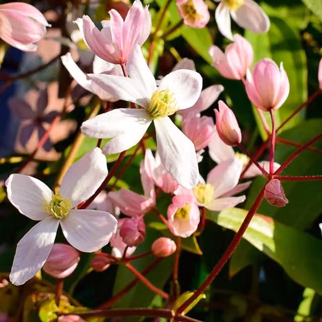 Thompson & Morgan Clematis Armandii Apple Blossom Potted Climber Plant, Green and Pink