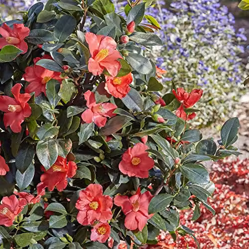Thompson and Morgan Camellia 1001 Summer Nights Jasmine Ornamental Shrub, 2 x 1.6 Litre Pots – 3