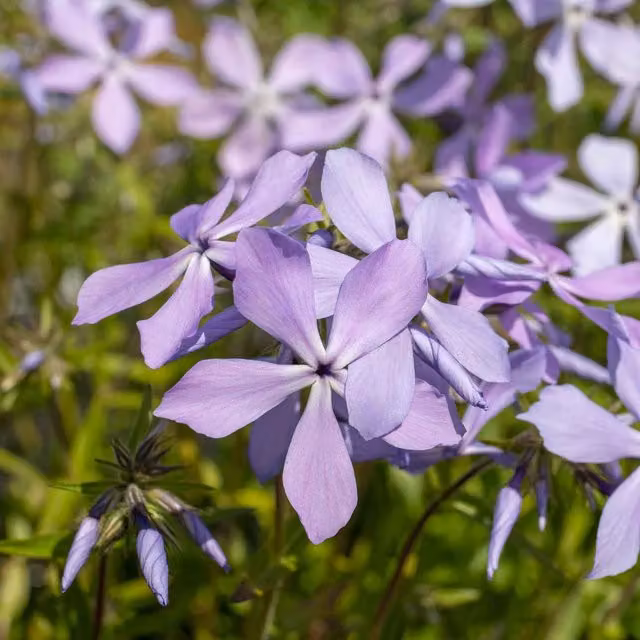 Marshalls Garden Phlox divaricata Clouds of Perfume Scented Hardy Perennial Groundcover, Pink, Blue and Purple, 9cm Plant