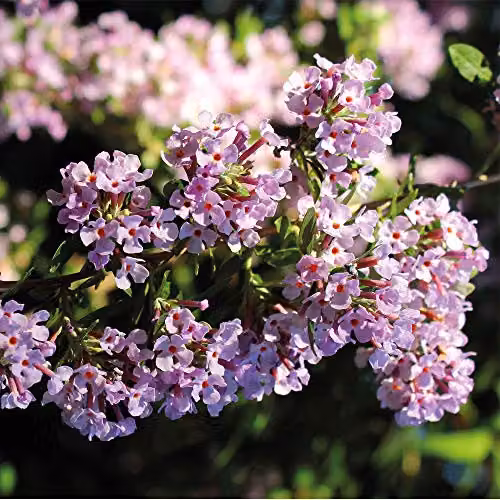 Thompson and Morgan Buddleja Alternifolia Butterfly Bush Purple Deciduous Hardy Ornamental Shrub, 1 x 3.6 Litre Pot – 2