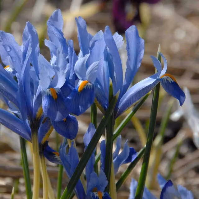 Marshalls Garden Iris Bulbs Cantab Reticulata in Blue, White and Orange