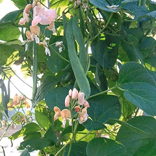 Thompson and Morgan Runner Bean Celebration Vegetable Seeds, 40 Seeds per Packet – 1